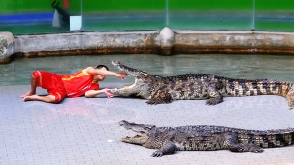 Шоу крокодилов. Тренер кладет голову в крокодиловые челюсти. Таиланд. Азия — стоковое видео