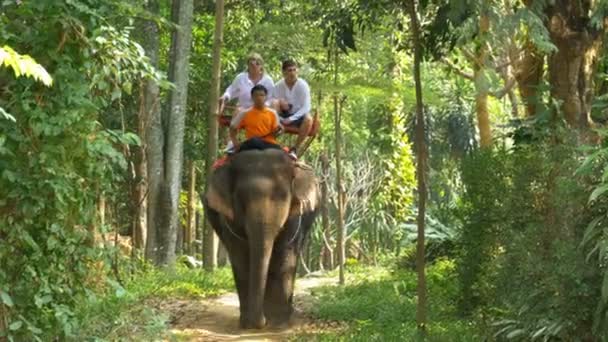 I turisti cavalcano un elefante con allenatore nella giungla. Tailandia — Video Stock