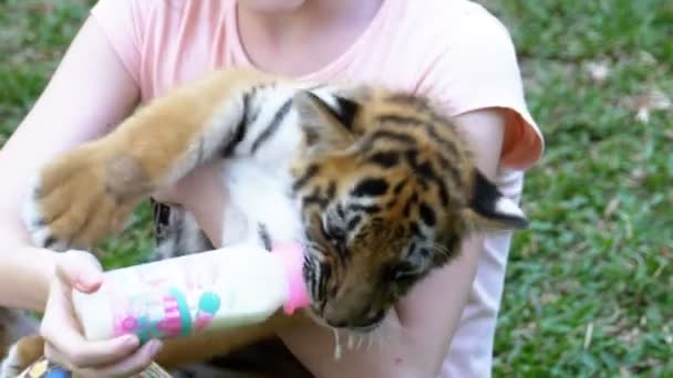 어린 소녀는 그녀의 팔에 호랑이 잡고 고 병에서 우유를 먹이. 태국 — 비디오