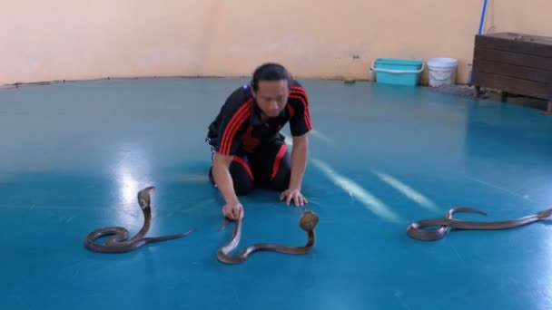 Slangeopvisning. Snake Handler viser tricks med giftige slanger. Thailand – Stock-video