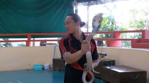 ヘビを表示します。ヘビのハンドラーは、毒ヘビとトリックを示しています。タイ — ストック動画