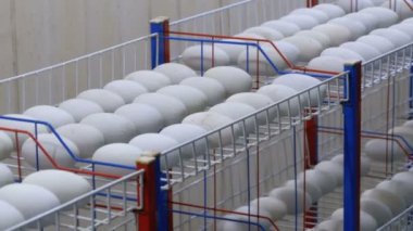 Timsah yumurta kuluçka odasında. Tayland