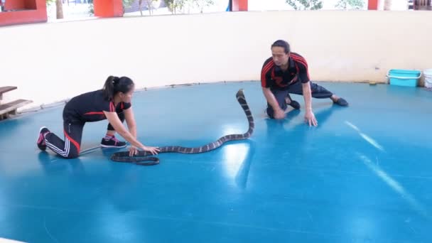 Schlangenshow. Schlangenführer zeigt Tricks mit giftigen Schlangen. Thailand — Stockvideo