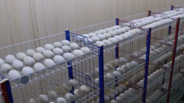Krokodýlí vejce v inkubátoru místnosti. Thajsko — Stock video