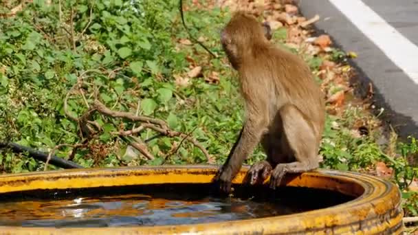 Мавпа зловив жаба в миску води і грати з ним. Таїланд — стокове відео