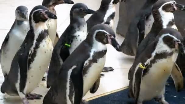 Pingüinos en la jaula y las manos de los turistas en el zoológico abierto Khao Kheow. Tailandia — Vídeo de stock