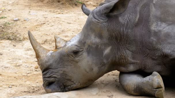Носорог лежит на земле в зоопарке Khao Kheow Open Zoo. Таиланд — стоковое видео