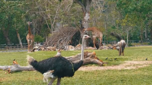 L'autruche se promène autour de la pelouse au zoo ouvert Khao Kheow. Thaïlande — Video