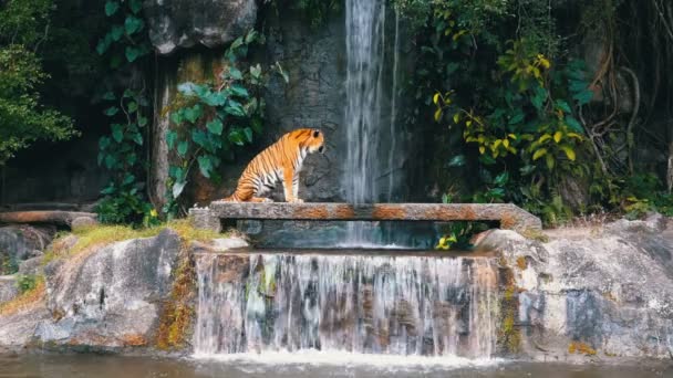 El Tigre se sienta en la Roca cerca de la Cascada. Tailandia — Vídeos de Stock