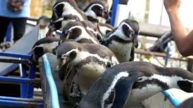 Penguenler kafes ve turistler Khao Kheow aç Hayvanat Bahçesi'nde elinde. Tayland