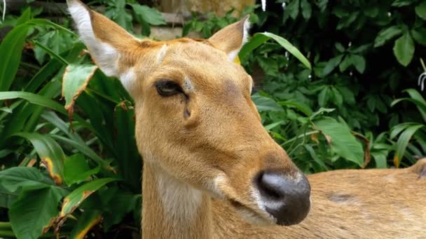 鹿はカオ Kheow オープン動物園で茂みの中で横になっています。タイ — ストック動画