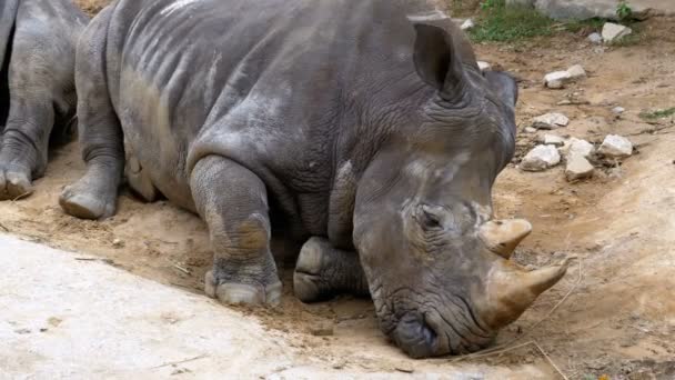 Носорог лежит на земле в зоопарке Khao Kheow Open Zoo. Таиланд — стоковое видео