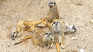 Oynak fundalıklardır grup birbirleriyle oynamak. Tayland