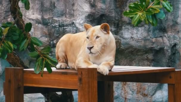 Tiger ligger på ett träbord i Khao Kheow Open Zoo. Thailand — Stockvideo