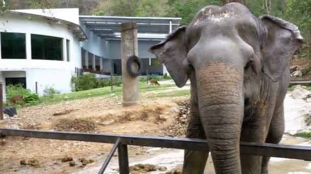 Elefante nella penna dello zoo di Khao Kheow. Tailandia . — Video Stock