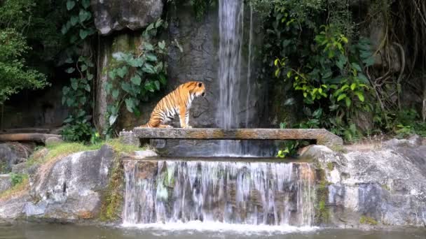 De tijger zitten op de rots in de buurt van de waterval. Thailand — Stockvideo