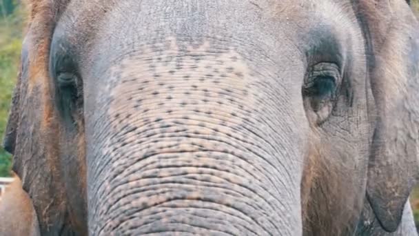 La cara de un elefante. El ojo parpadea, la textura de la piel, el tronco grande. Tailandia — Vídeos de Stock