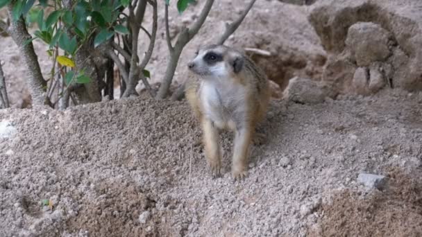 Meerkat stoi na dwóch nogach i patrząc się na niebezpieczeństwo. Tajlandia. Zwolnionym tempie — Wideo stockowe