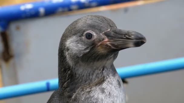 Pingwiny w klatce i w rękach turystów w Khao Kheow Open zoo. Tajlandia — Wideo stockowe