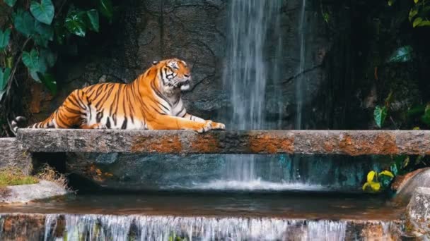 O tigre jaz na rocha perto da cachoeira. Tailândia — Vídeo de Stock
