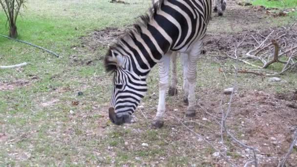 Zebras em Khao Kheow Open Zoo. Tailândia — Vídeo de Stock