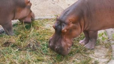 İki Behemoths Khao Kheow aç Hayvanat Bahçesi'nde yerde ot yer. Tayland