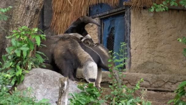 Deux fourmiliers dans le zoo de Khao Kheow. Thaïlande 
