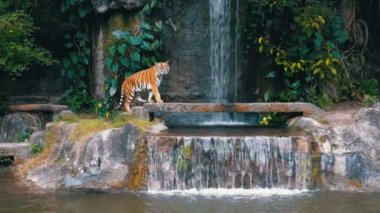 Tiger kaya şelale yakınında oturmak. Tayland