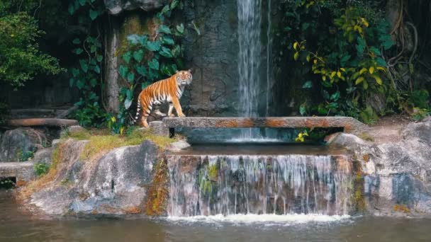 Der Tiger sitzt auf einem Felsen in der Nähe des Wasserfalls. Thailand — Stockvideo