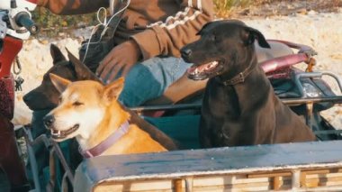 Köpekler bir römork bir bebek arabası ile bir Tay motosiklet oturuyor. Asya. Ağır çekim