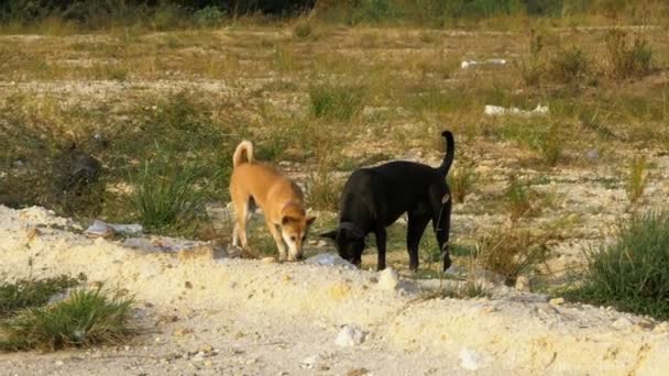 Toulavé psy v pustině v Thajsku. Asijské ulice. Zpomalený pohyb — Stock video