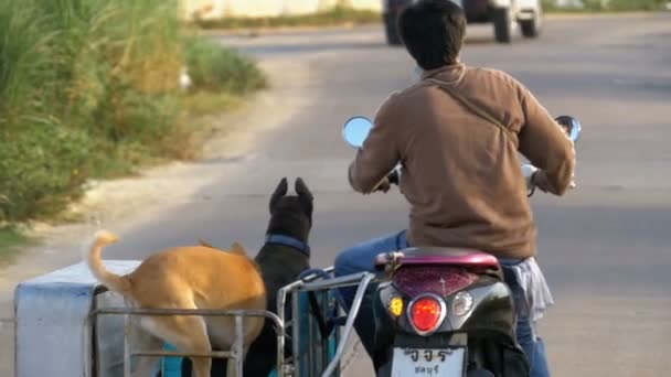 Motorfiets met honden in een aanhangwagen rijdt op de weg in Azië. Slow Motion — Stockvideo