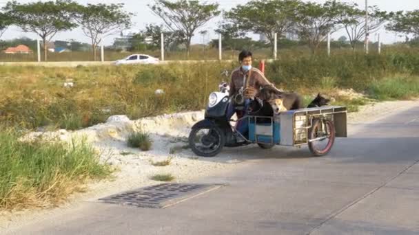 Hunde sitzen im Anhänger eines thailändischen Motorrads mit Kinderwagen. Asien — Stockvideo