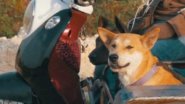 Los perros están sentados en un remolque de una motocicleta tailandesa con un cochecito. Asia. Moción lenta — Vídeo de stock