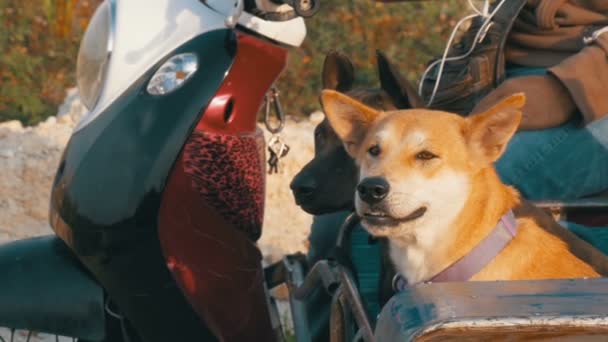 Os cães estão sentados em um trailer de uma motocicleta tailandesa com um carrinho de bebê. Ásia. Movimento lento — Vídeo de Stock