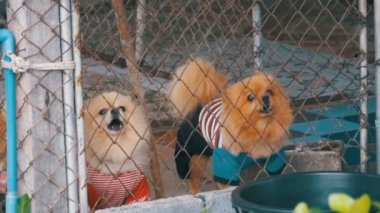 Üç safkan küçük köpek kabuk şiddetle çit sokakta bir kafeste kılavuzunun arkasında. Ağır çekim