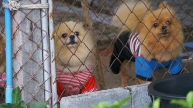 Üç safkan küçük köpek kabuk şiddetle çit sokakta bir kafeste kılavuzunun arkasında. Ağır çekim