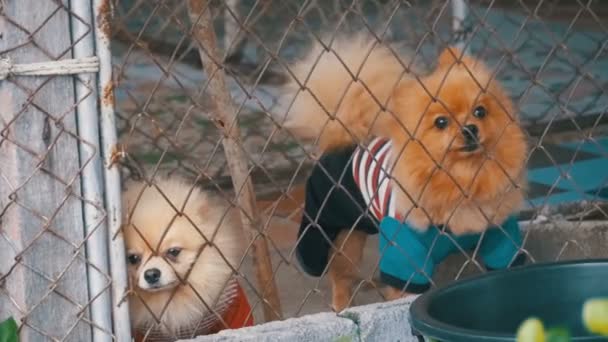 Três cães pequenos de raça pura ladram cruelmente atrás da cerca da grade em uma gaiola na rua. Movimento lento — Vídeo de Stock