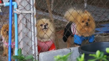 Üç safkan küçük köpek kabuk şiddetle çit sokakta bir kafeste kılavuzunun arkasında. Ağır çekim