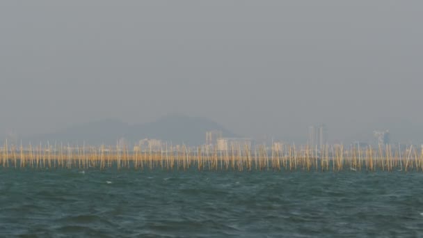 Aquicultura de moluscos Fazenda de ostras no mar na Tailândia, Pattaya, Ásia — Vídeo de Stock