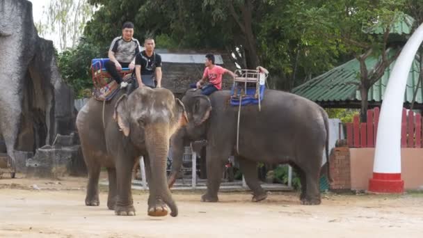 観光客は象に乗る。タイ、パタヤ エレファント ファーム. — ストック動画