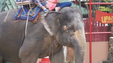 Turistler filleri binmek. Tayland, Pattaya fil çiftlik. Ağır çekim