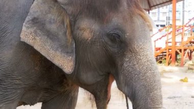 Onun kulakları ve gövde sallayarak fil taşır. Ağır çekim. Tayland, Pattaya