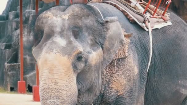 Elefanten viftar hans öron och bålen flyttas. Slow Motion. Thailand, Pattaya — Stockvideo