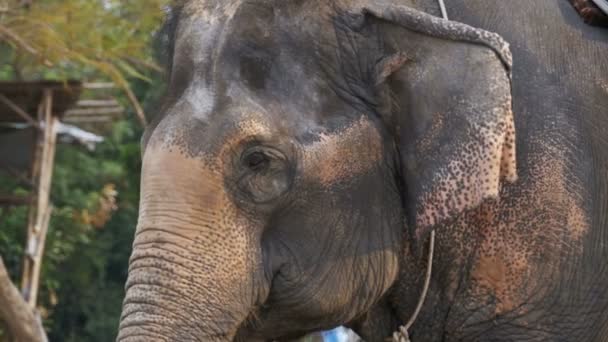 Elefante agitando le orecchie e il tronco si muove. Rallentatore. Thailandia, Pattaya — Video Stock