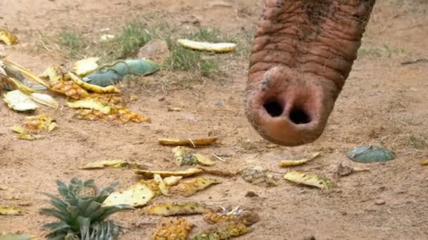 Tronco de un elefante cerca del suelo. Tailandia. Moción lenta — Vídeos de Stock