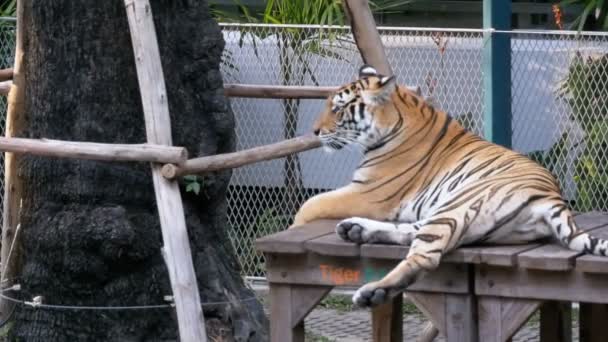 Vastgebonden tiger in het park voor het nemen van foto's met toeristen. Pattaya, Thailand. Slow Motion — Stockvideo