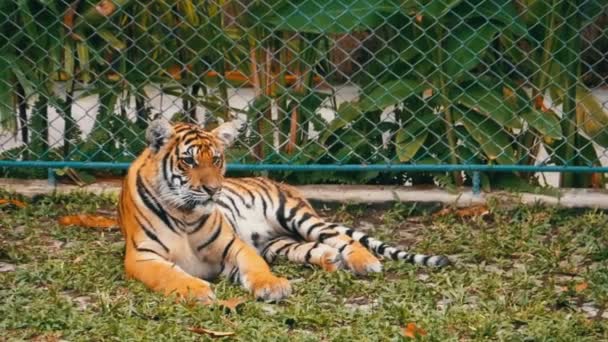 De tijger in de dierentuin is liggend op het gras — Stockvideo