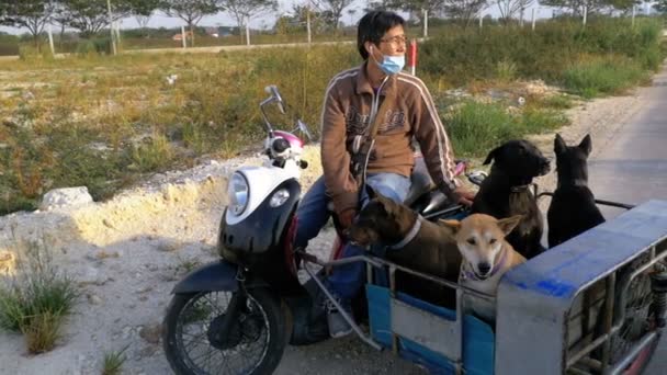 Los perros están sentados en un remolque de una motocicleta tailandesa con un cochecito. Asia. Moción lenta — Vídeo de stock