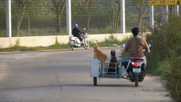 Motorcycle with dogs in a trailer rides on the road in Asia. Slow Motion — Stock Video